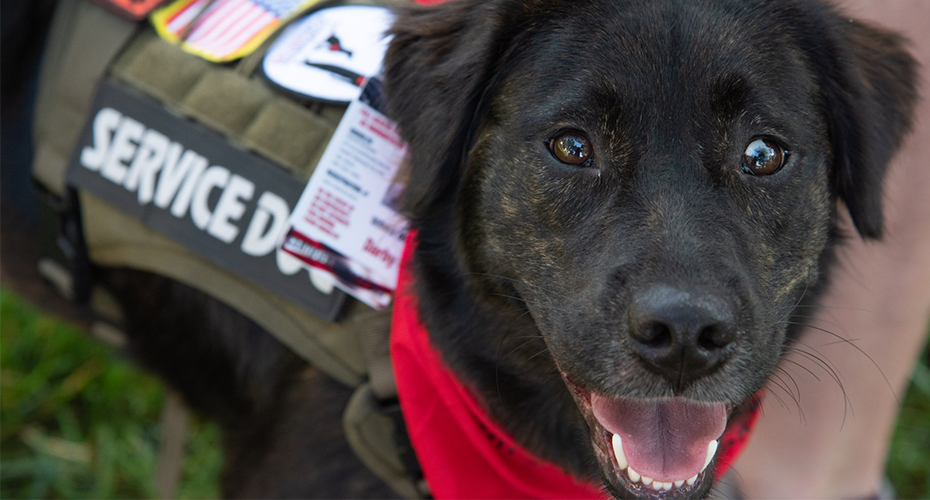 Companions for Heroes Veterans Day